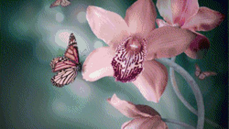 орхидея - цветы, бабочка, орхидея - предпросмотр