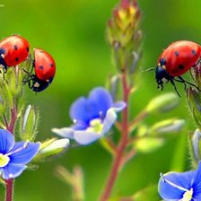 Схема вышивки «божьи коровки на цветах»