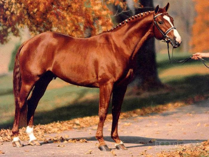 лошади - жывотные - оригинал