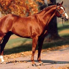 Схема вышивки «лошади»