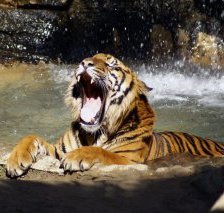 Схема вышивки «тигер»