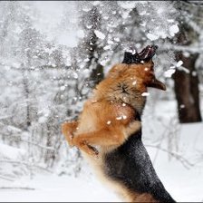 Оригинал схемы вышивки «не поймаю» (№835080)