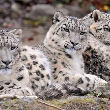 Схема вышивки «тигер»