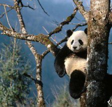 Схема вышивки «панда»