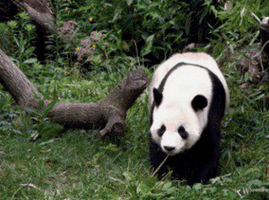 панда - жывотные - предпросмотр