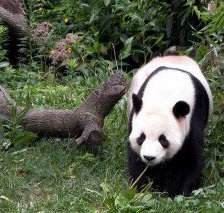 Схема вышивки «панда»