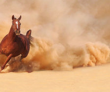 Схема вышивки «лошади»