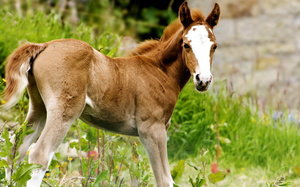 лоша - жывотные - оригинал