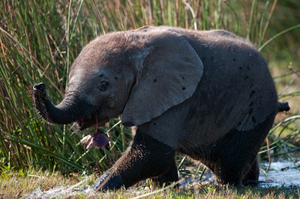 сланенок - жывотные - оригинал