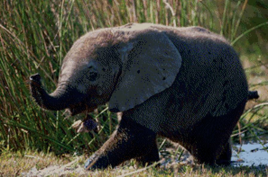 сланенок - жывотные - предпросмотр