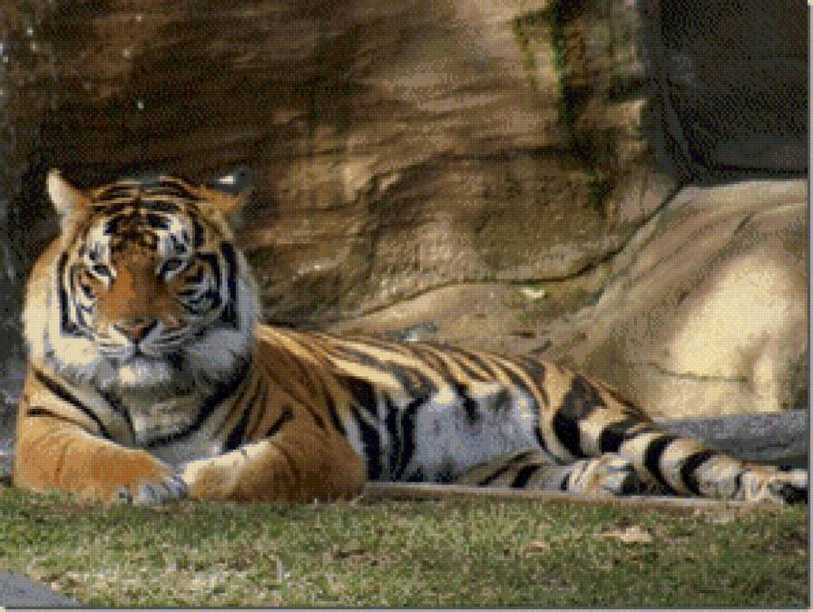 тигер - жывотные - предпросмотр