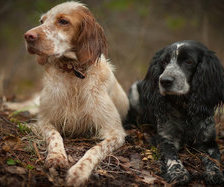 Схема вышивки «собаки»