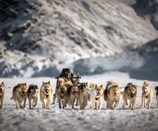 Схема вышивки «собаки»