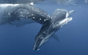кит - жывотные - оригинал