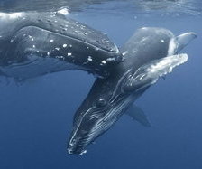 Схема вышивки «кит»