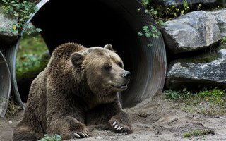 мишки - жывотные - оригинал