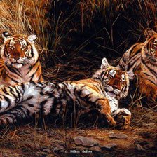 Схема вышивки «тигер»