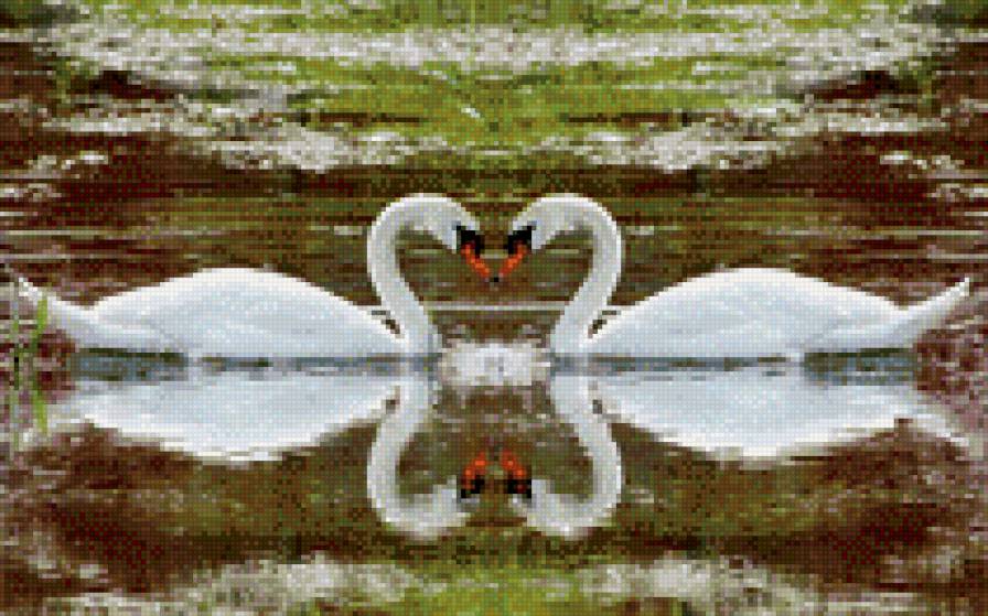 лебеди - птицы, любовь, романтика, лебеди - предпросмотр