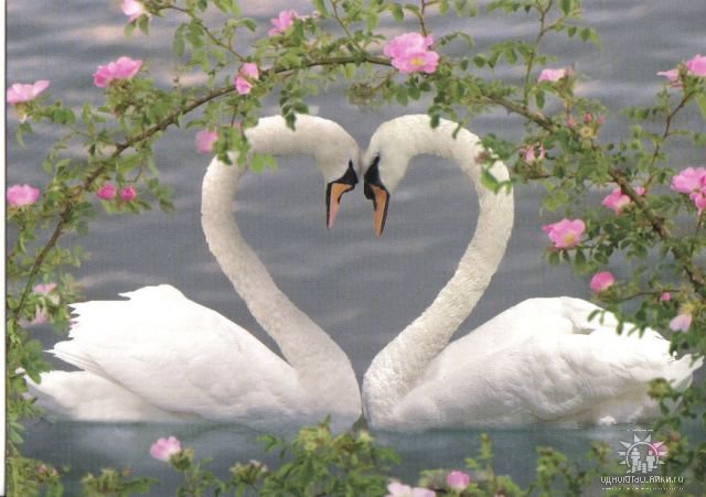 нежность - романтика, лебеди, птицы, любовь - оригинал