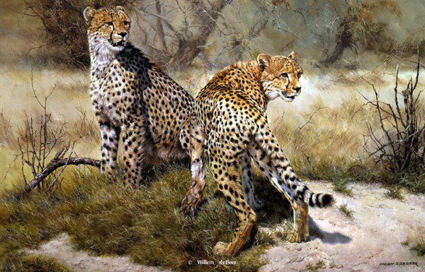 тигер - жывотные - оригинал