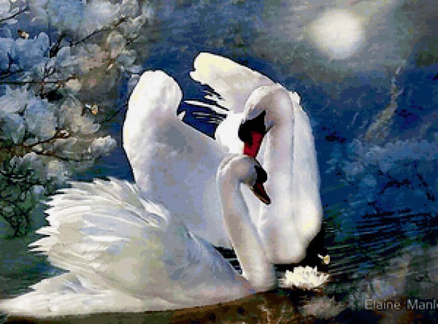 любовь - нежность, птицы, любовь, лебеди, романтика - оригинал