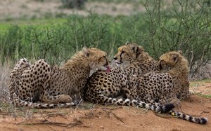 симья - жывотные - оригинал