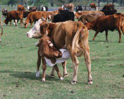 корова - жывотные - оригинал