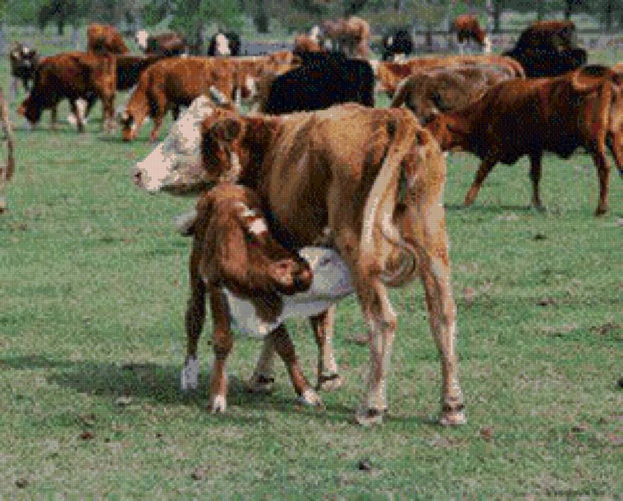 корова - жывотные - предпросмотр