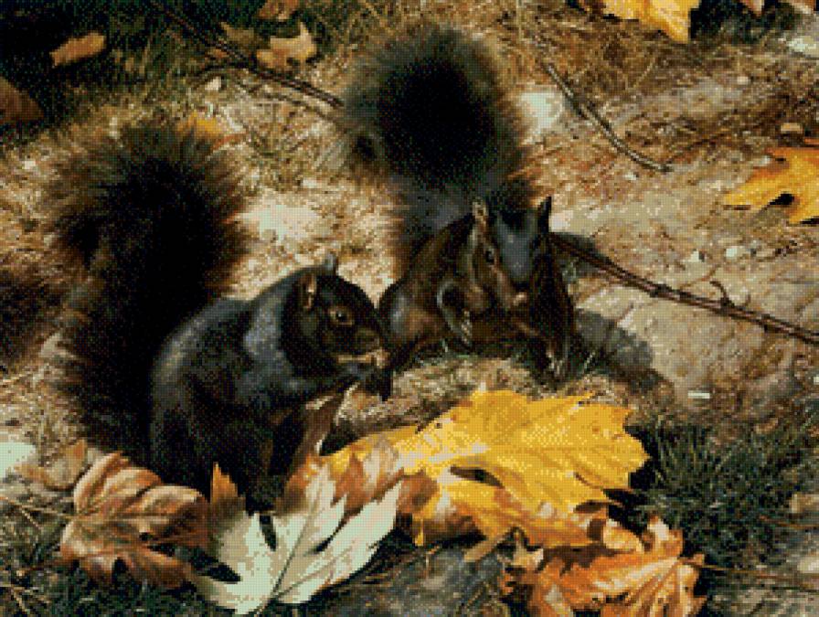 белочки - жывотные - предпросмотр