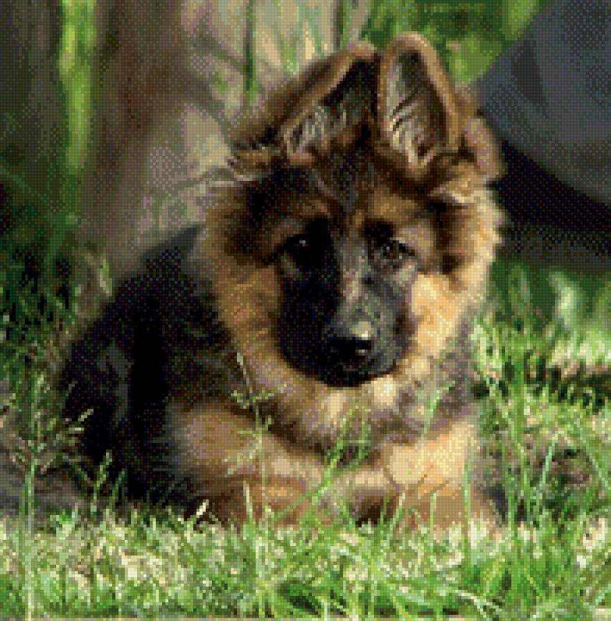 собаки - жывотные - предпросмотр