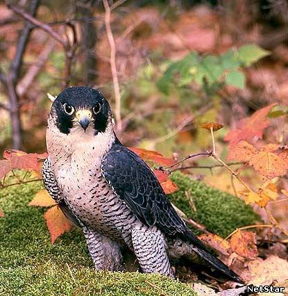 орел - жывотные - оригинал