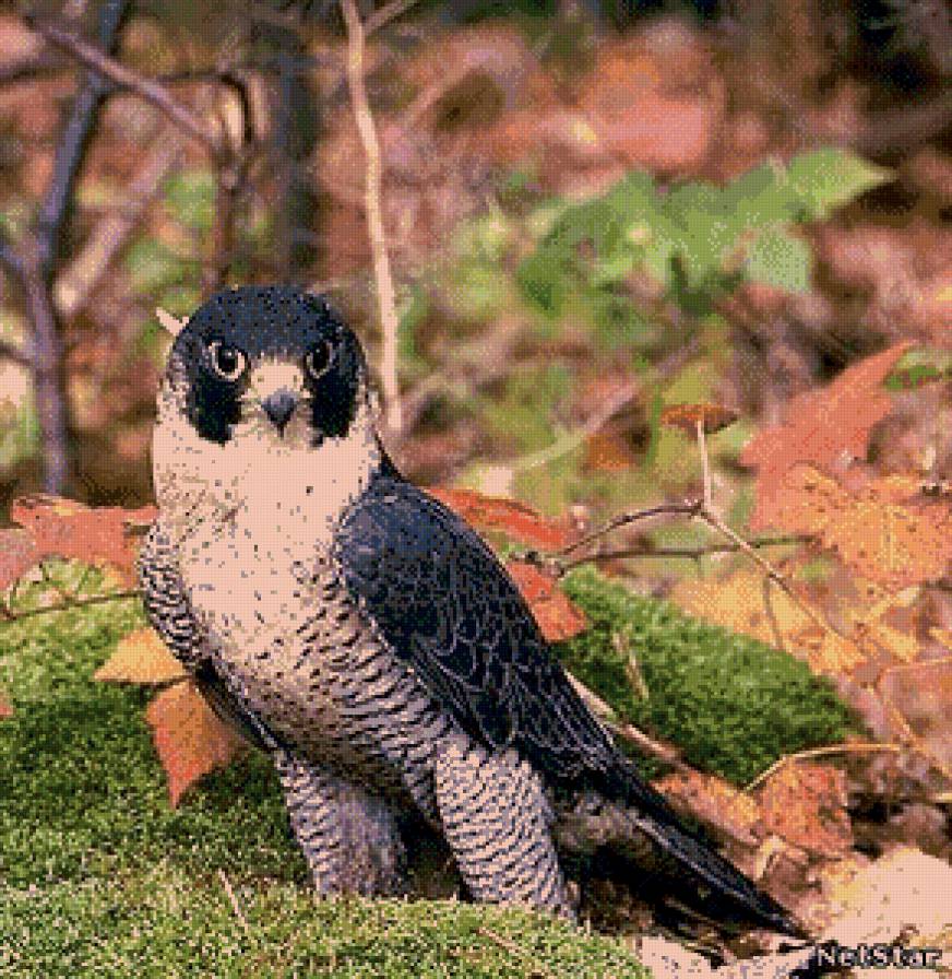 орел - жывотные - предпросмотр