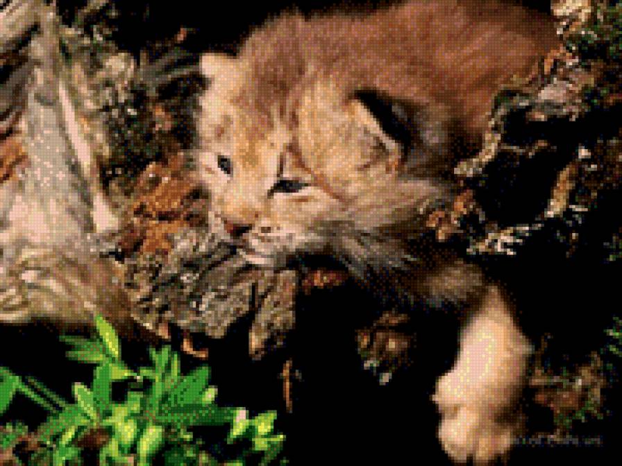 киса - жывотные - предпросмотр