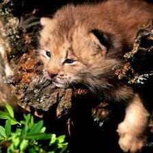 Схема вышивки «киса»