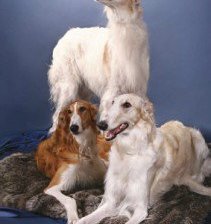 Схема вышивки «собаки»