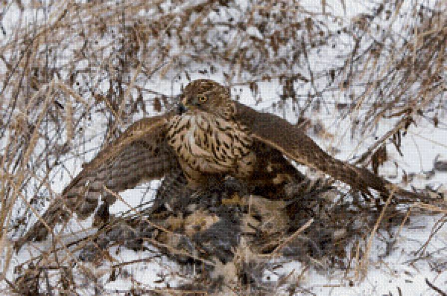 соколиная охота - жывотные - предпросмотр