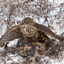 Схема вышивки «соколиная охота»