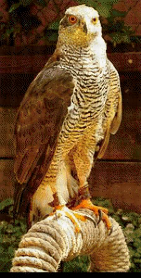 соколиная охота - жывотные - предпросмотр