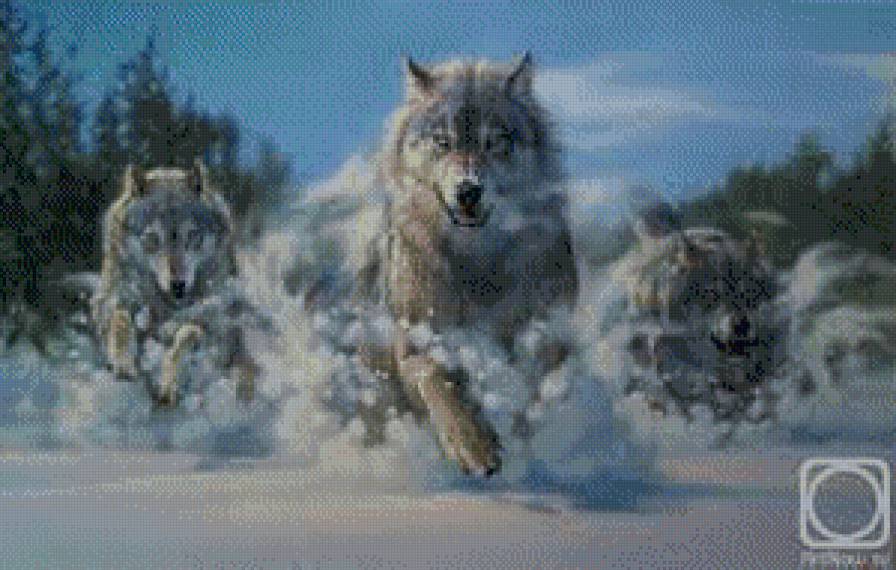 волки - жывотные - предпросмотр