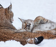 Схема вышивки «хищники»