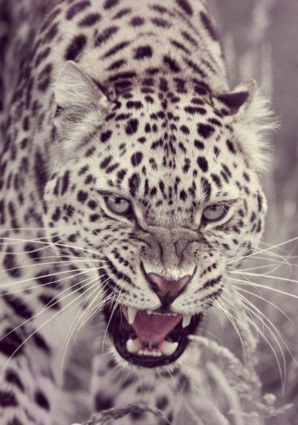 leopardo bianco - оригинал