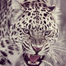leopardo bianco