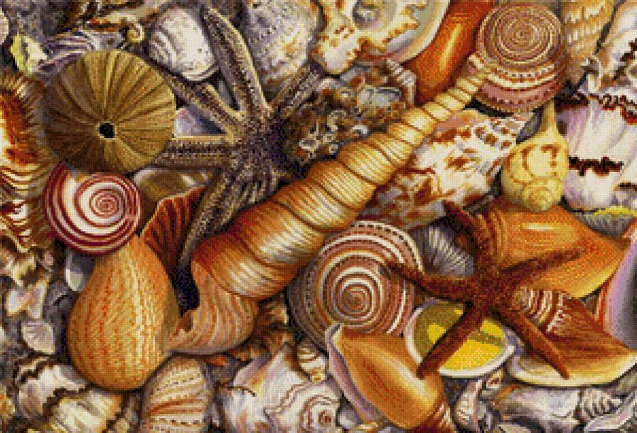 conchiglie - предпросмотр