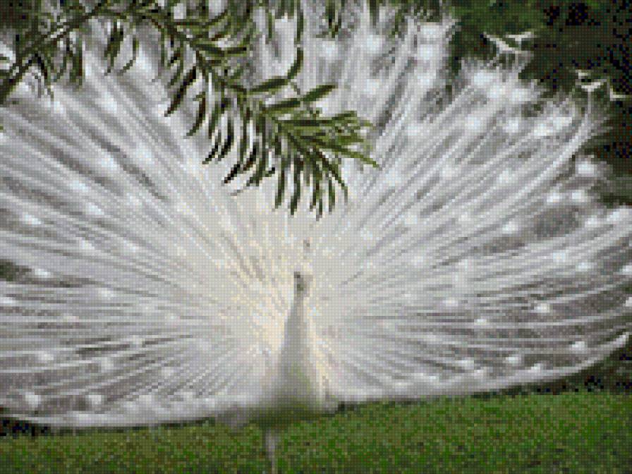 павлін білий - предпросмотр