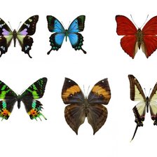 Оригинал схемы вышивки «бабочки» (№835852)