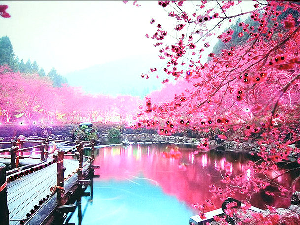 сакура - сакура - оригинал