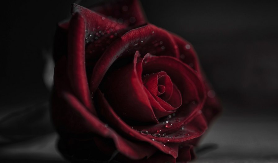 роза - цветок - оригинал