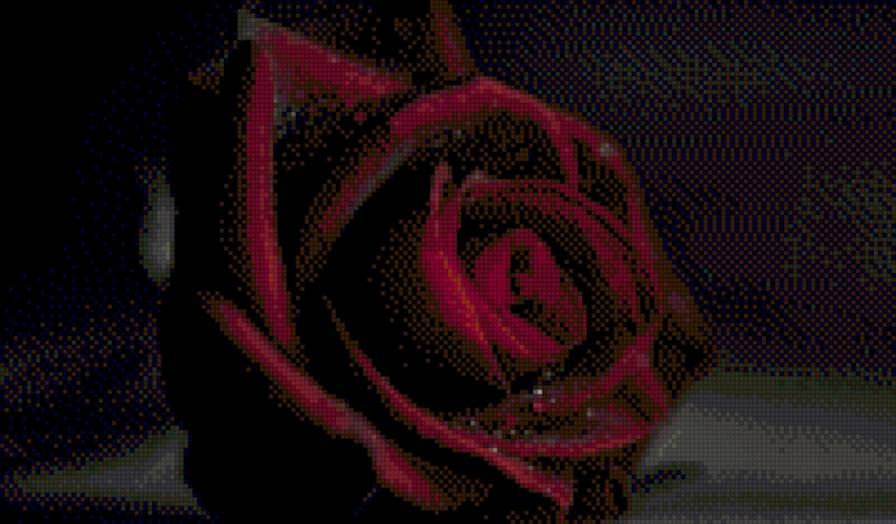 роза - цветок - предпросмотр