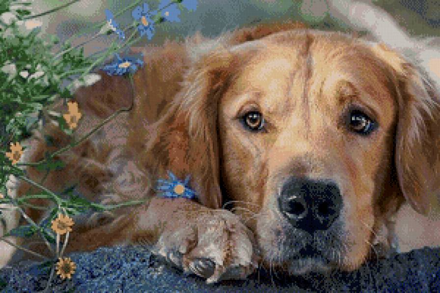 собачка на природе - собака, животные - предпросмотр