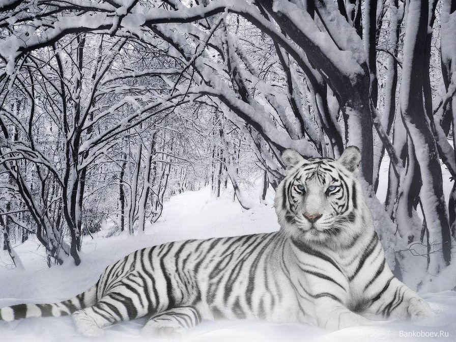 Белый тигр - животные, зима, тигры - оригинал